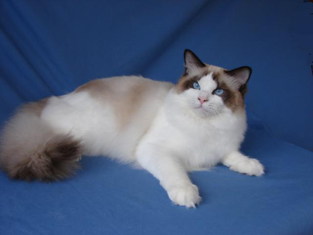 Sidrotul Muntaha Kucing Anggora Cantik Sidrotul Muntaha Kucing Anggora Cantik